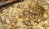 Ecdyonurus sp.